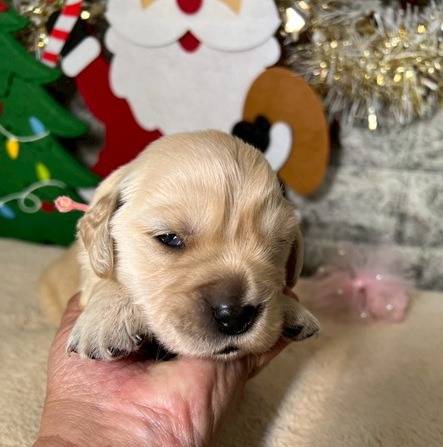 ゴールデンレトリーバー　ご家族様が決まりました