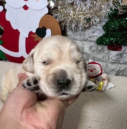 ゴールデンレトリーバー　ご家族様が決まりました