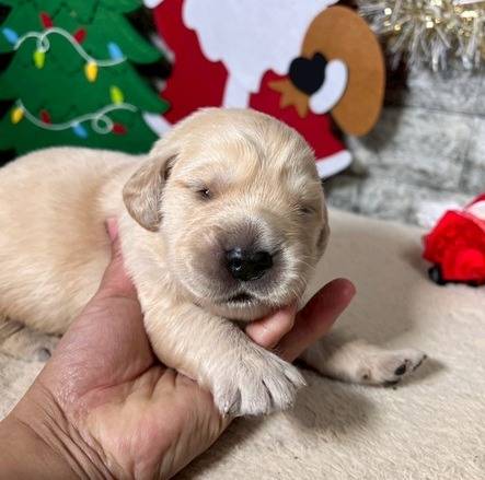 ゴールデンレトリーバー　ご家族様が決まりました