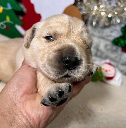 ゴールデンレトリーバー　ご家族様が決まりました