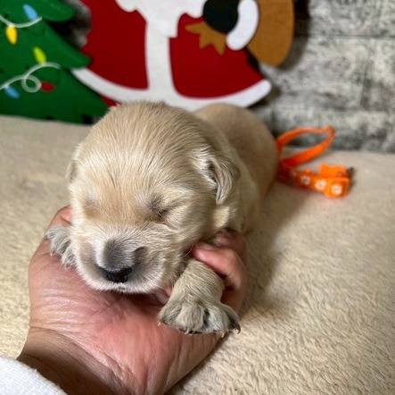 ゴールデンレトリーバー　ご家族様が決まりました