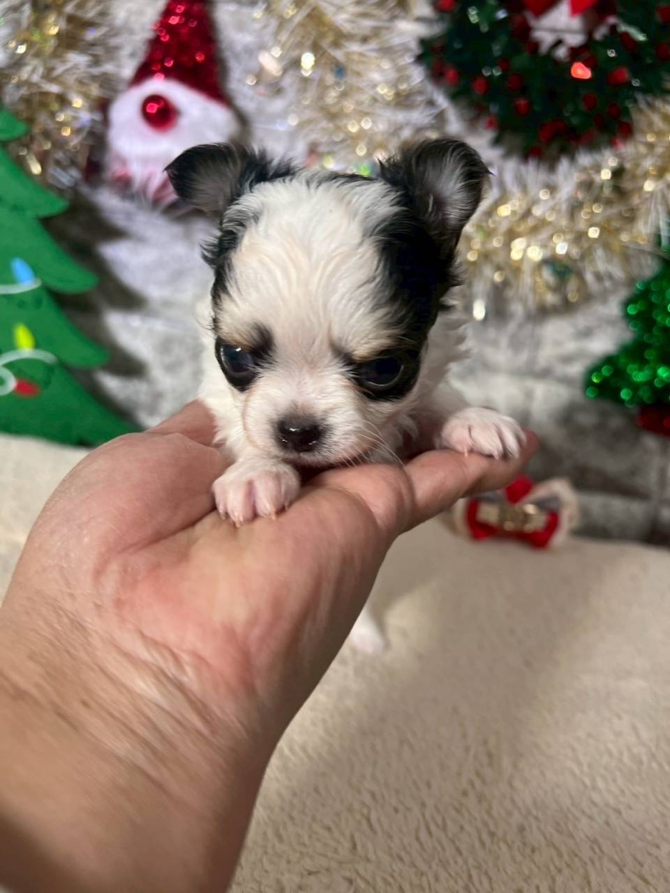 チワワ（ロングコート）ご家族様が決まりました