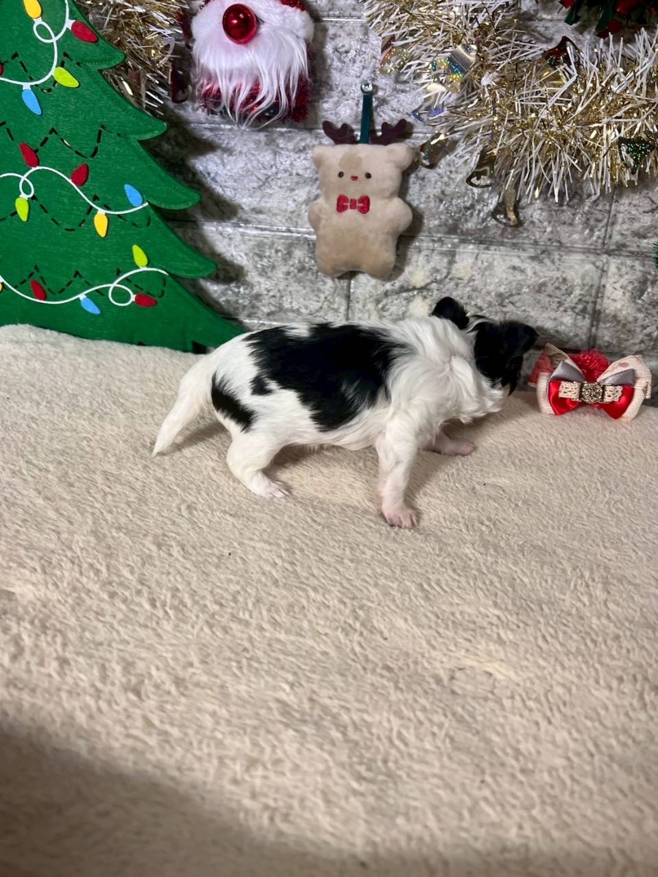 チワワ（ロングコート）ご家族様が決まりました