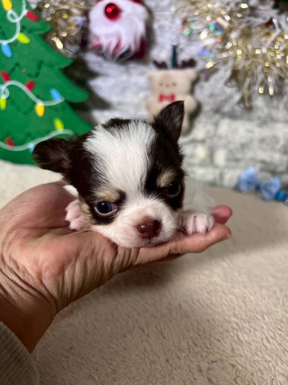 チワワ（ロングコート）ご家族様が決まりました