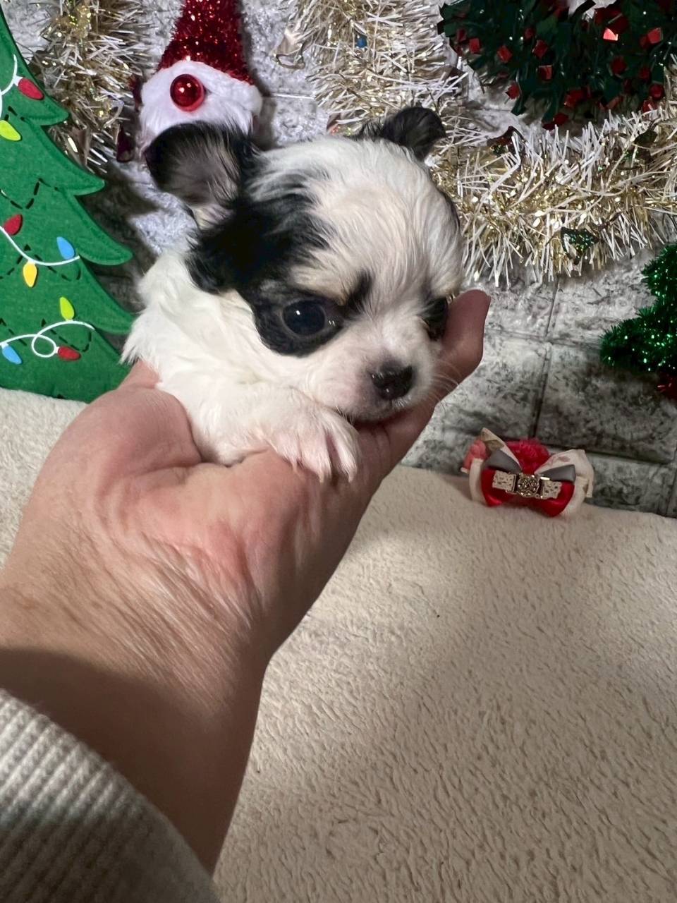 チワワ（ロングコート）ご家族様が決まりました