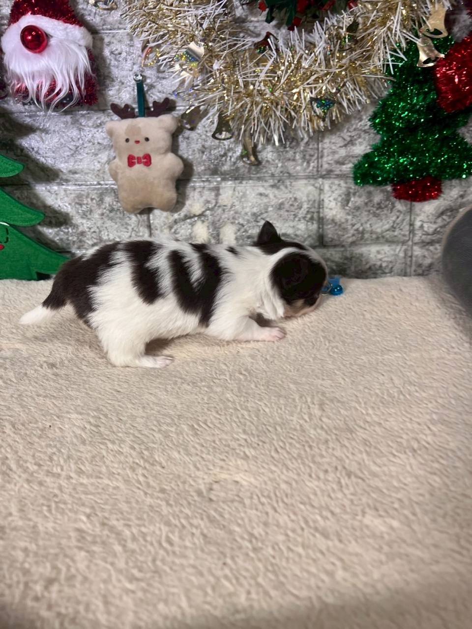 チワワ（ロングコート）ご家族様が決まりました