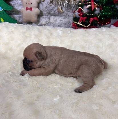 フレンチブルドッグ　ご家族様が決まりました