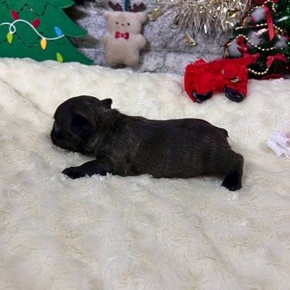 フレンチブルドッグ　ご家族様が決まりました