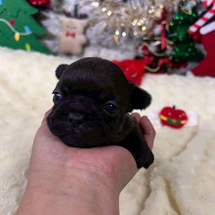 フレンチブルドッグ　ご家族様が決まりました