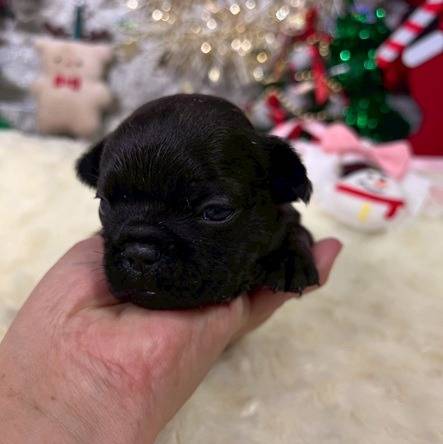 フレンチブルドッグ　お客様が決まりました