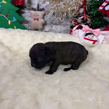 フレンチブルドッグ　お客様が決まりました