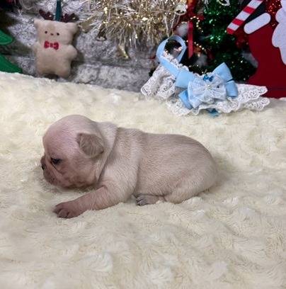 フレンチブルドッグ　ご家族様が決まりました