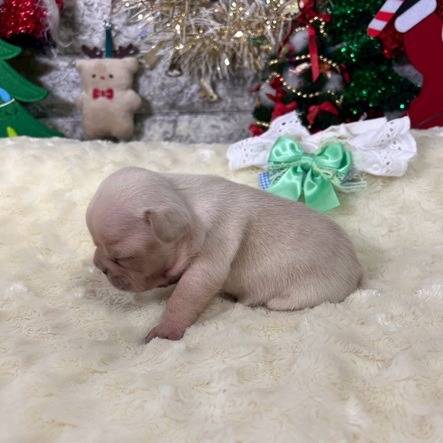 フレンチブルドッグ　ご家族様が決まりました