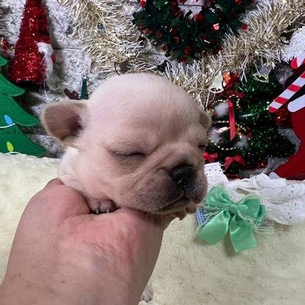 フレンチブルドッグ　ご家族様が決まりました