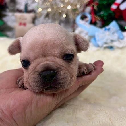 フレンチブルドッグ　ご家族様が決まりました