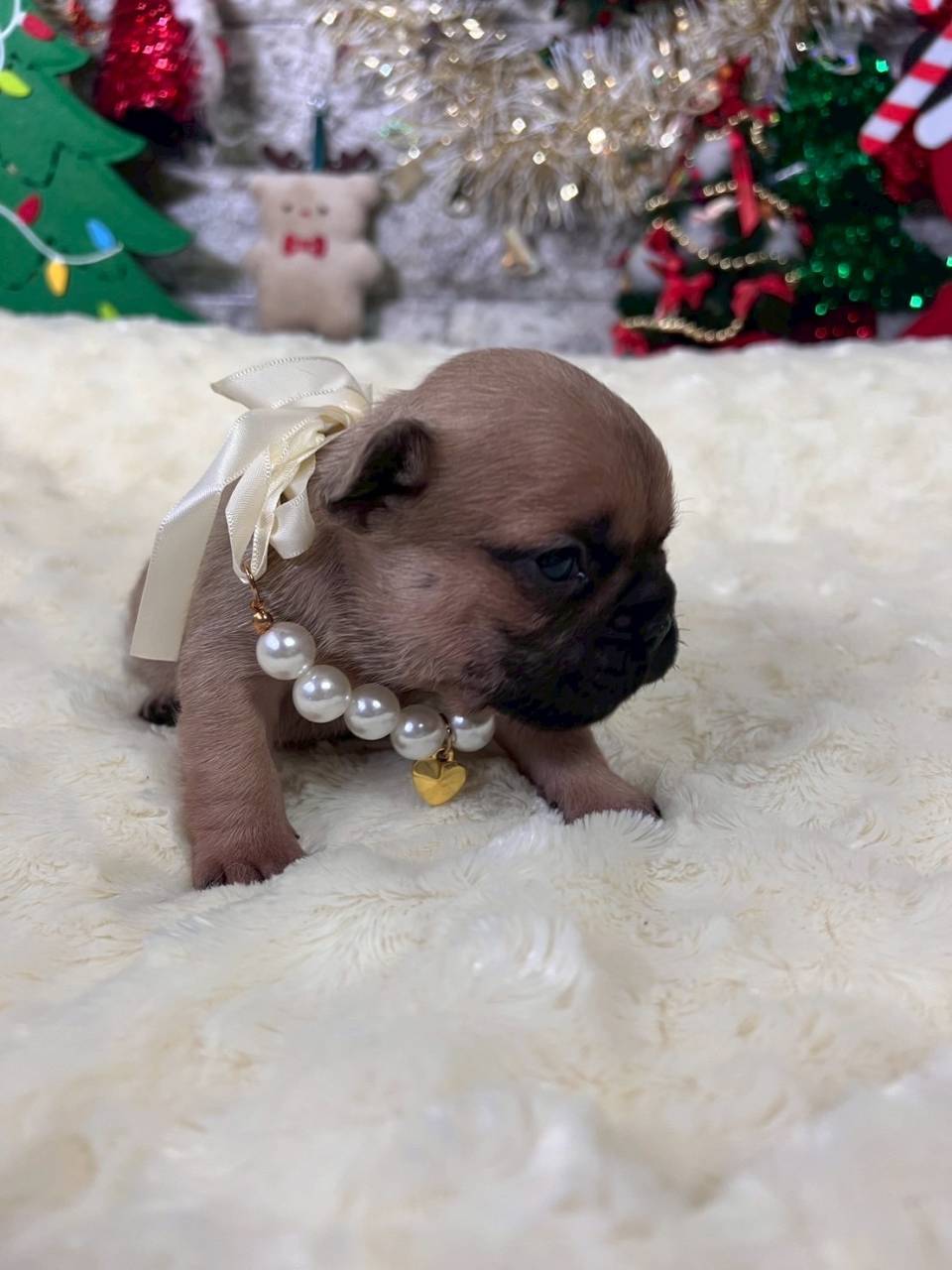 フレンチブルドッグ　ご家族様が決まりました