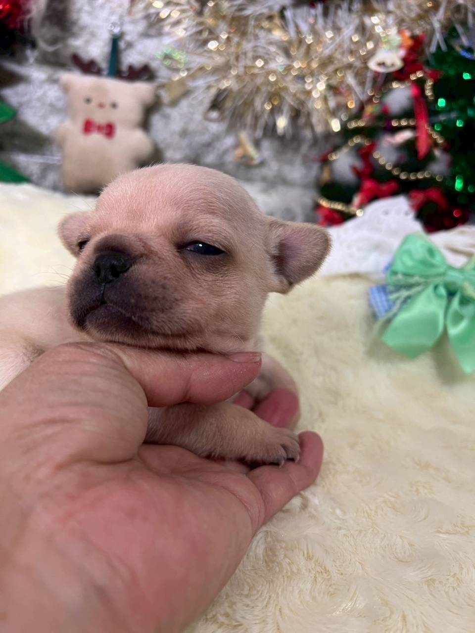 フレンチブルドッグ　ご家族様が決まりました