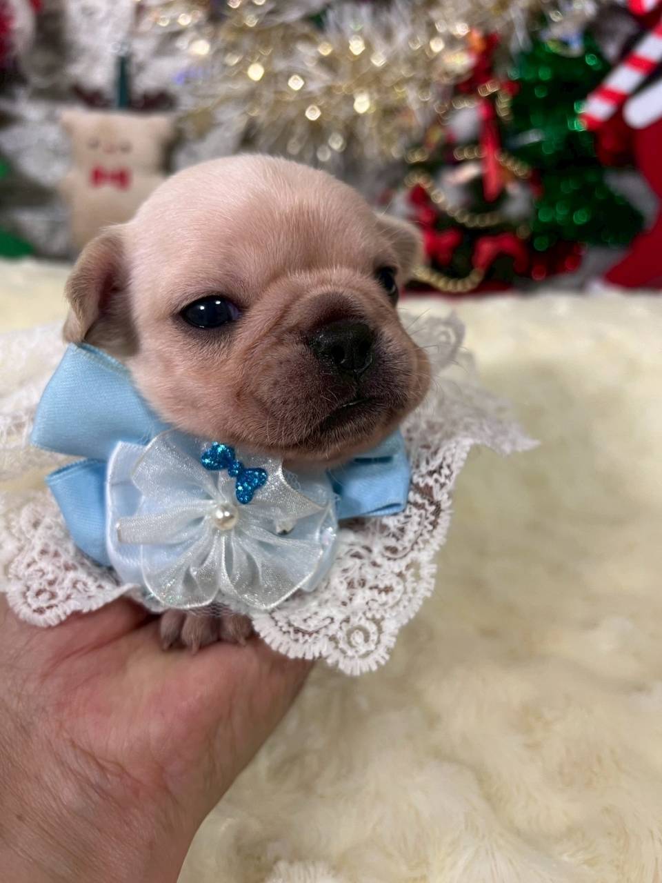 フレンチブルドッグ　ご家族様が決まりました