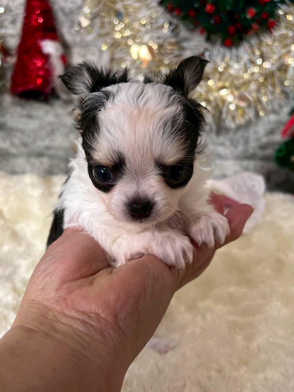 チワワ（ロングコート）ご家族様が決まりました