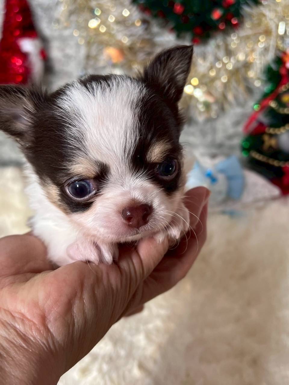 チワワ（ロングコート）ご家族様が決まりました