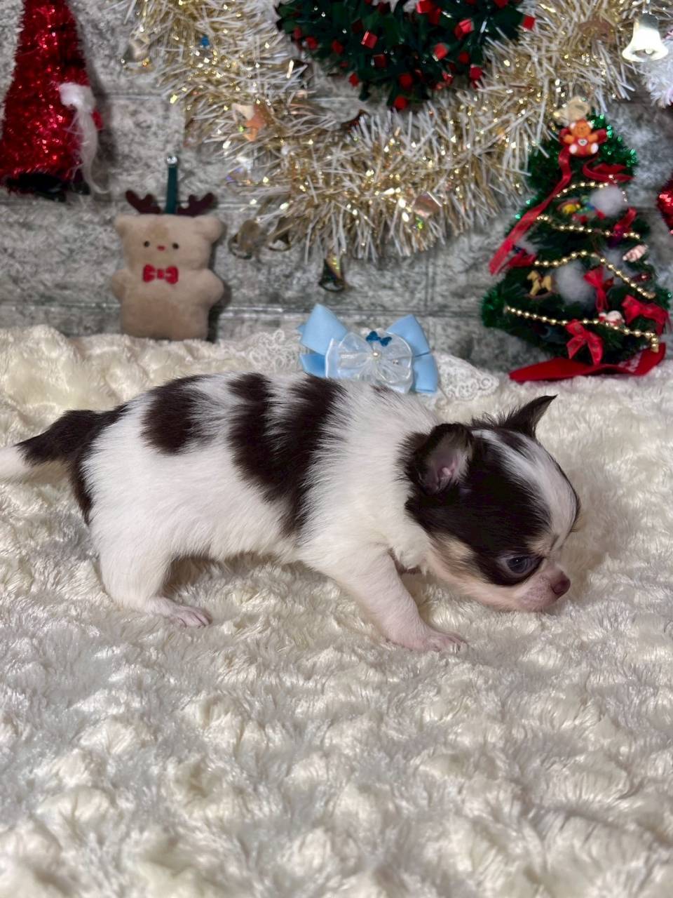 チワワ（ロングコート）ご家族様が決まりました