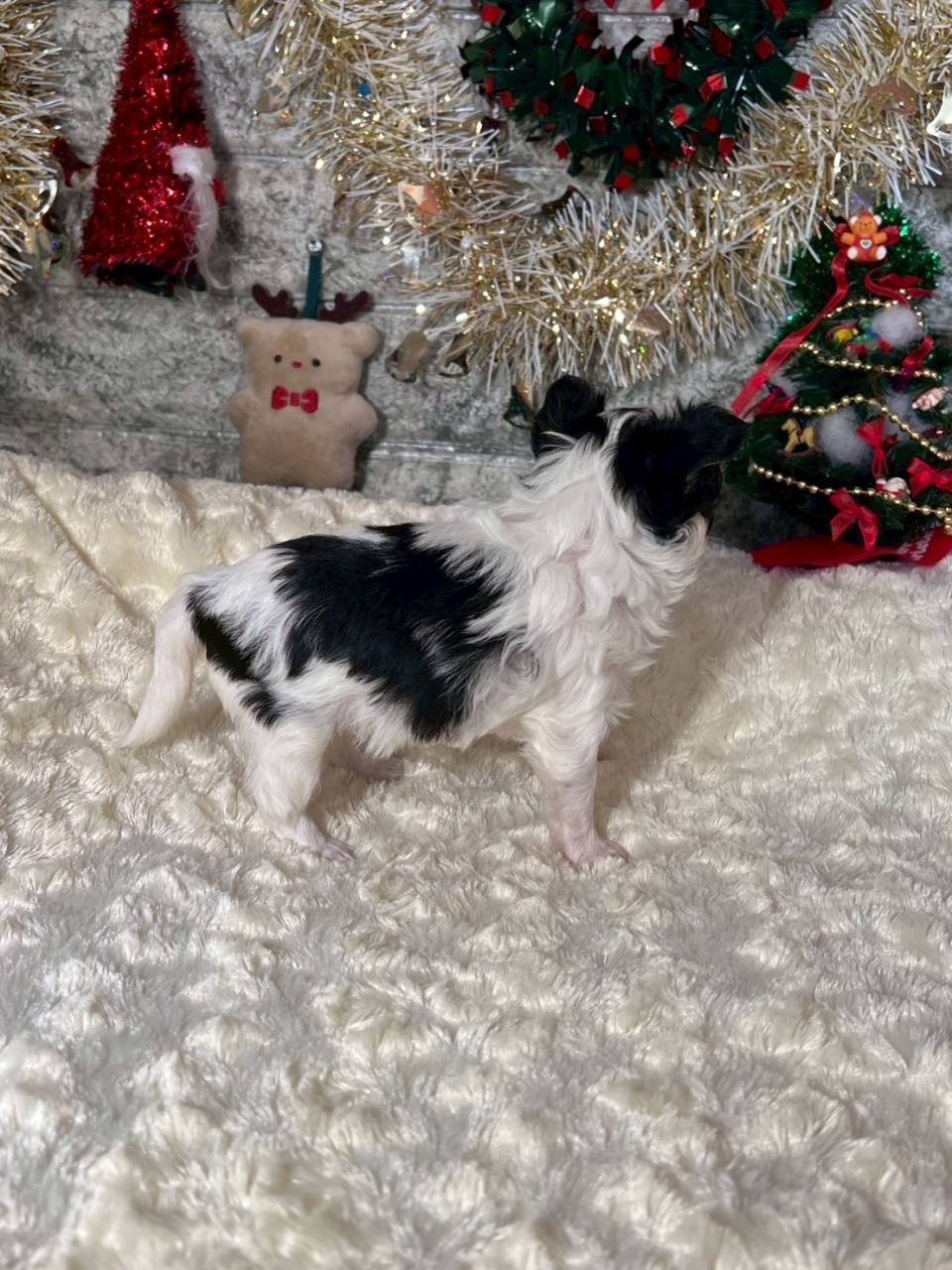 チワワ（ロングコート）ご家族様が決まりました