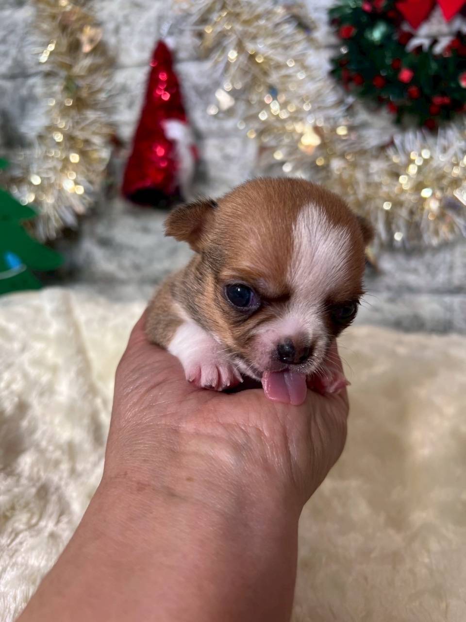 チワワ（スムース）ご家族様が決まりました