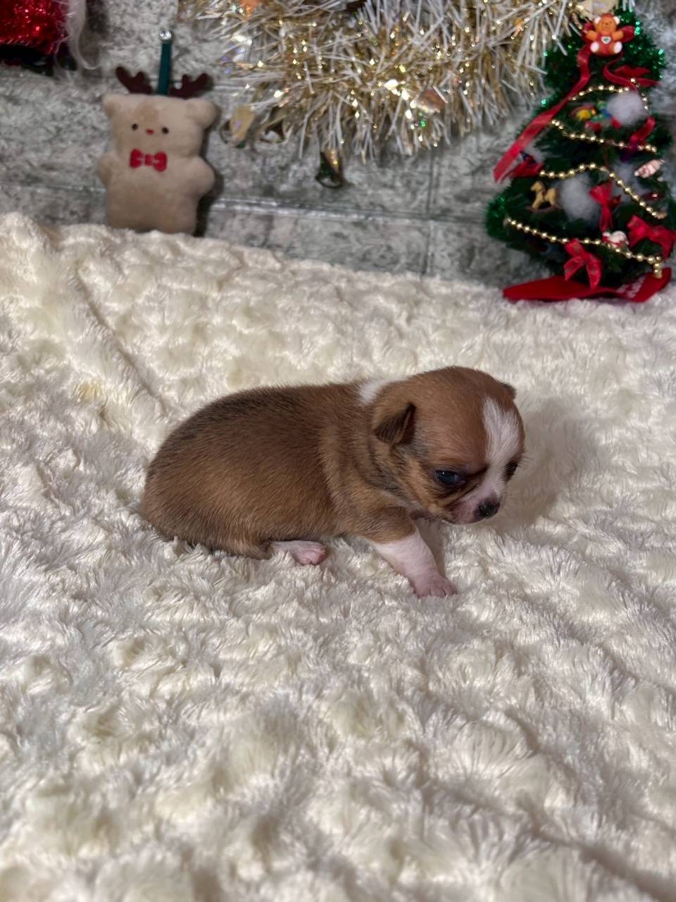 チワワ（スムース）ご家族様が決まりました