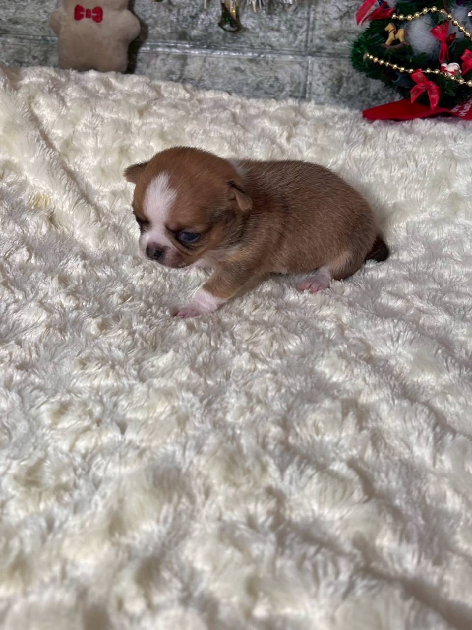 チワワ（スムース）ご家族様が決まりました