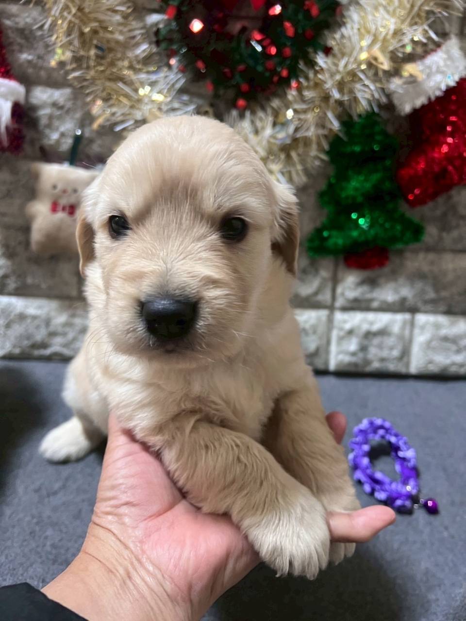 ゴールデンレトリーバー　ご家族様が決まりました