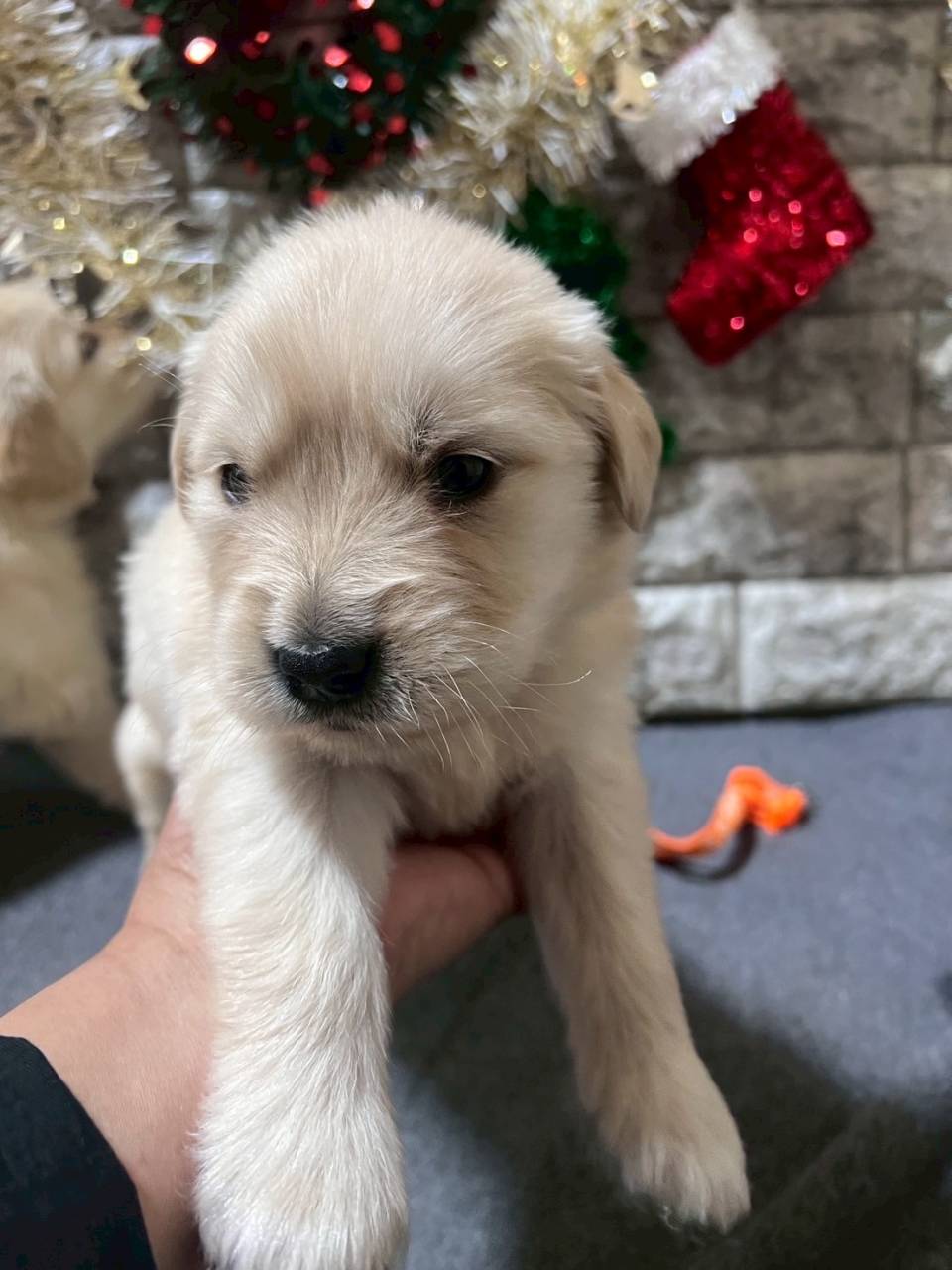 ゴールデンレトリーバー　ご家族様が決まりました