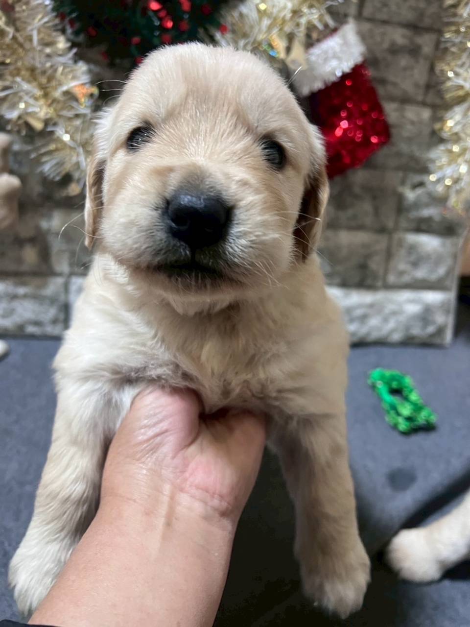 ゴールデンレトリーバー　ご家族様が決まりました