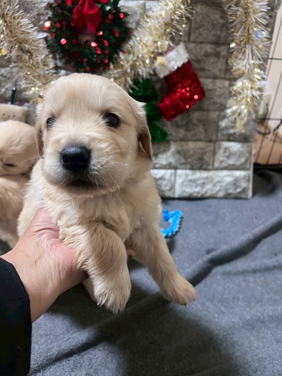 ゴールデンレトリーバー　ご家族様が決まりました