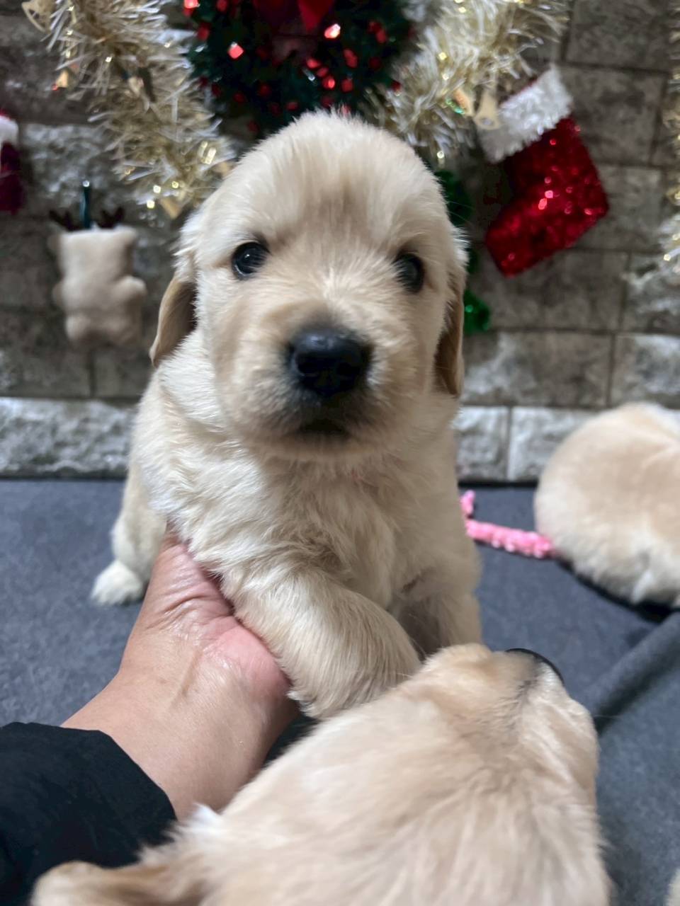 ゴールデンレトリーバー　ご家族様が決まりました