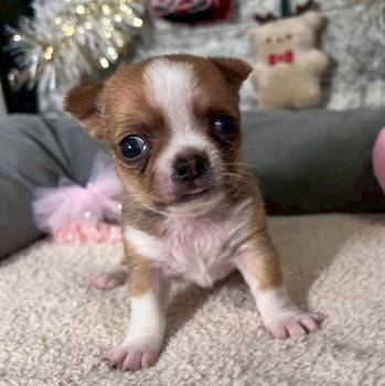 チワワ（スムース）ご家族様が決まりました