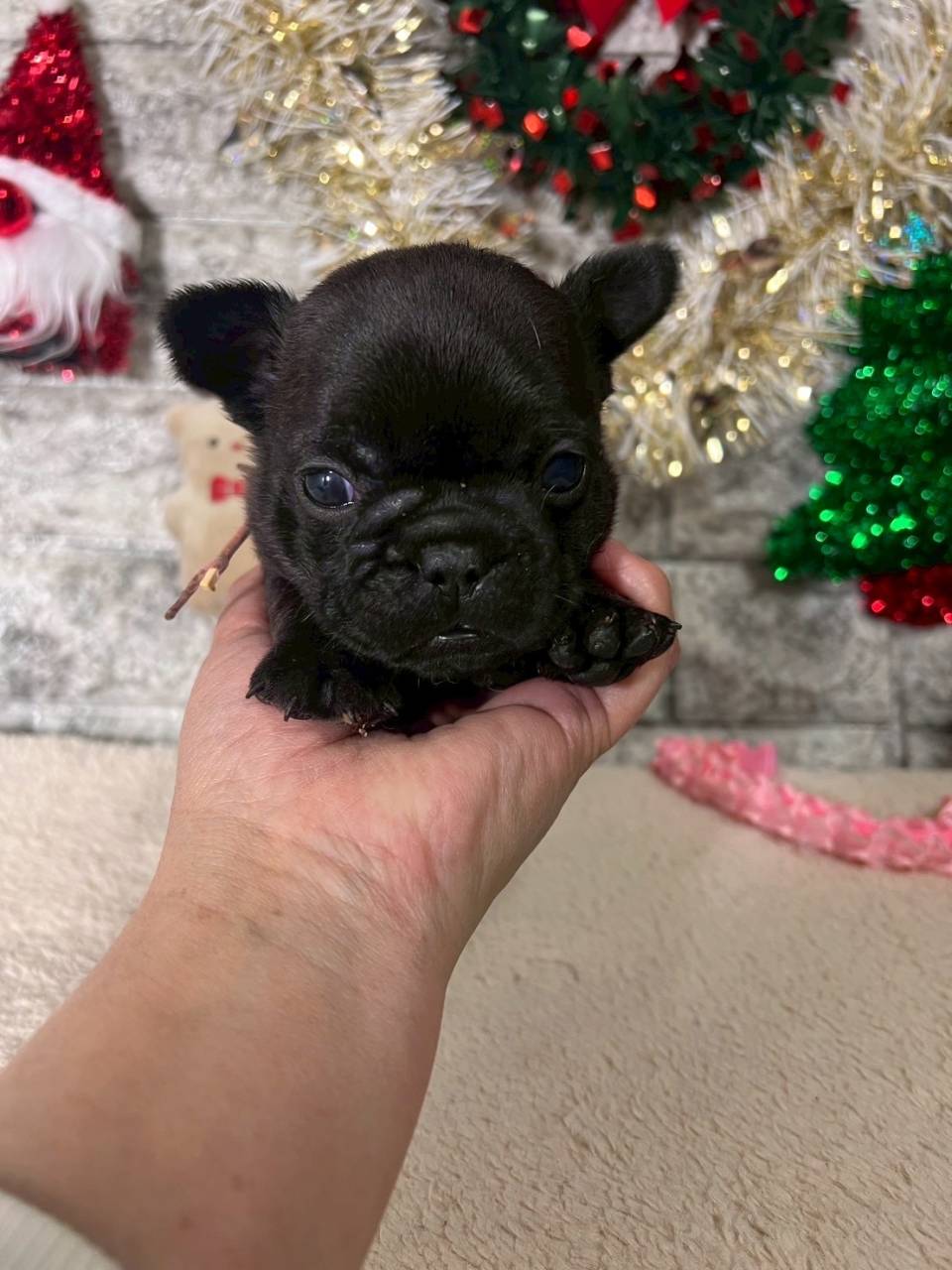 フレンチブルドッグ　お客様が決まりました