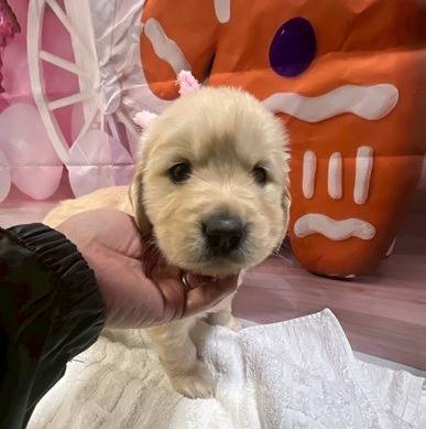 ゴールデンレトリーバー　ご家族様が決まりました