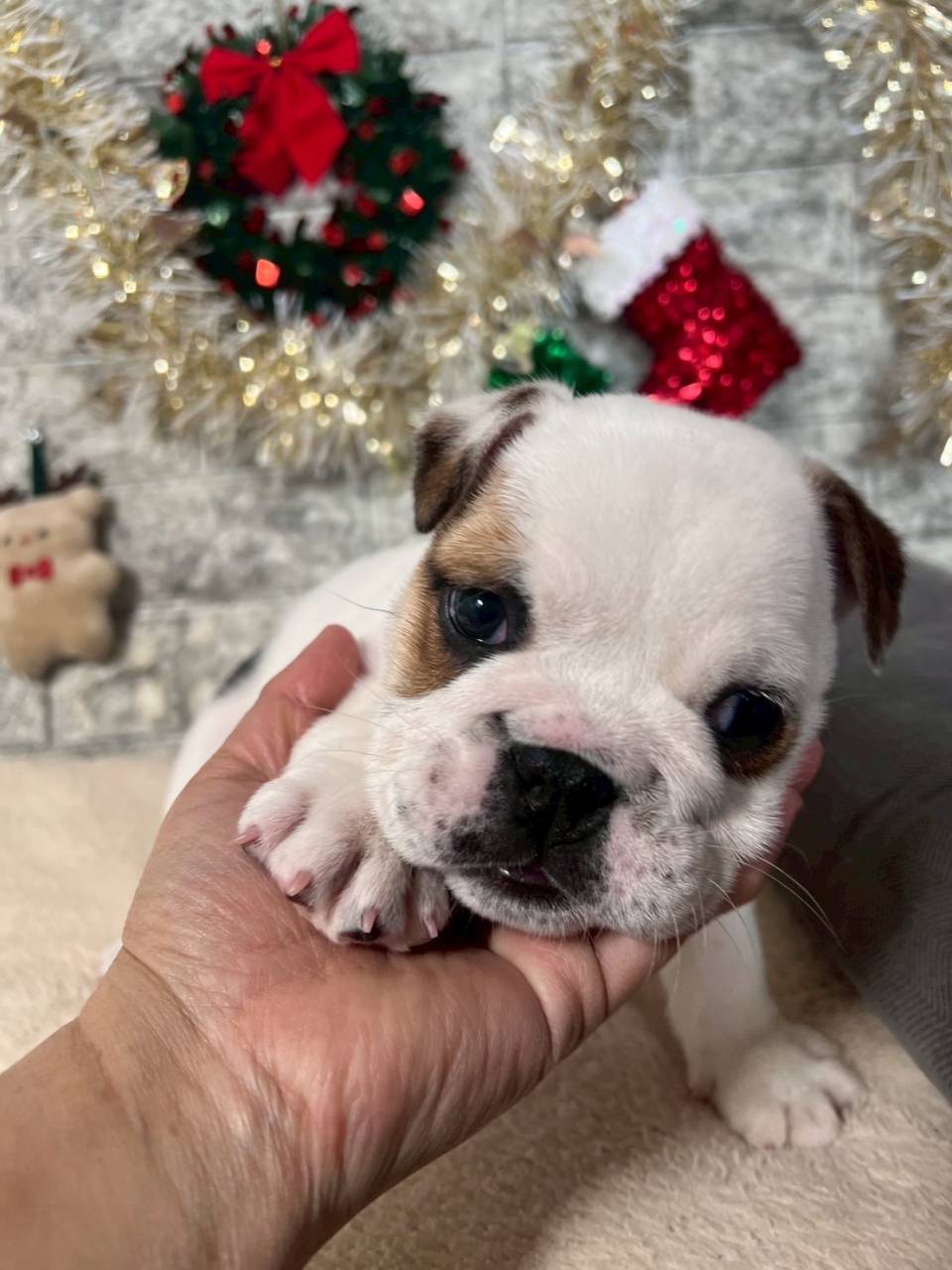 ブルドッグ　ご家族様が決まりました。