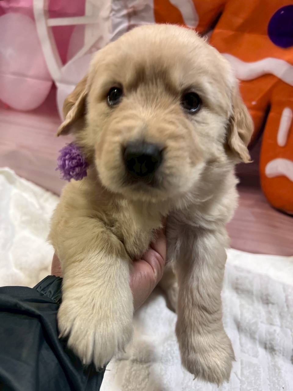 ゴールデンレトリーバー　ご家族様が決まりました