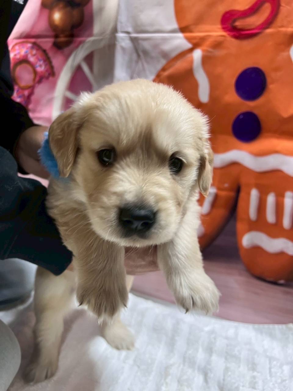 ゴールデンレトリーバー　ご家族様が決まりました