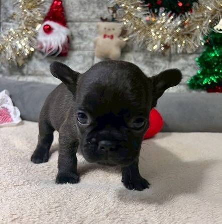 フレンチブルドッグ　ご家族様が決まりました