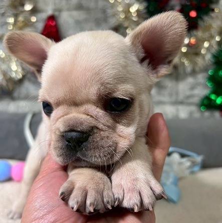 フレンチブルドッグ　ご家族様が決まりました