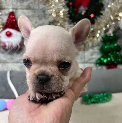 フレンチブルドッグ　ご家族様が決まりました