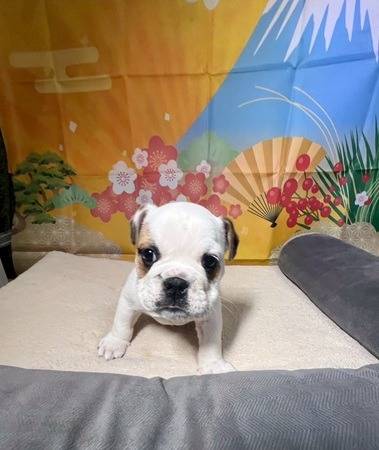 ブルドッグ　ご家族様が決まりました。