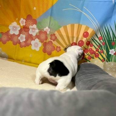 ブルドッグ　ご家族様が決まりました。