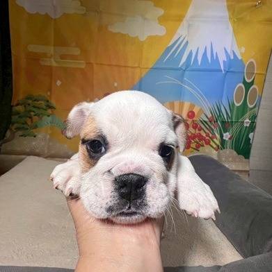 ブルドッグ　ご家族様が決まりました。