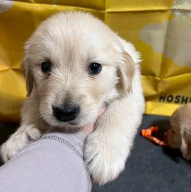 ゴールデンレトリーバー　ご家族様が決まりました