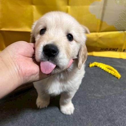 ゴールデンレトリーバー　ご家族様が決まりました