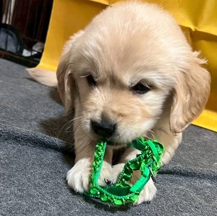 ゴールデンレトリーバー　ご家族様が決まりました