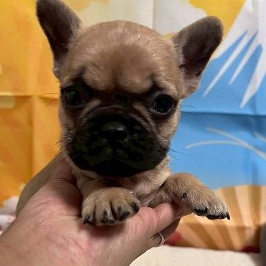 フレンチブルドッグ　ご家族様が決まりました